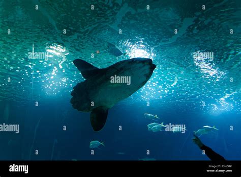 Deep Sea Fish Moon Fish Stock Photo Alamy