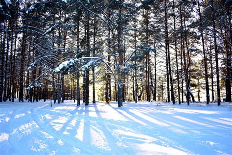 冬天森林里雪地里的树高清图片下载 正版图片506534447 摄图网