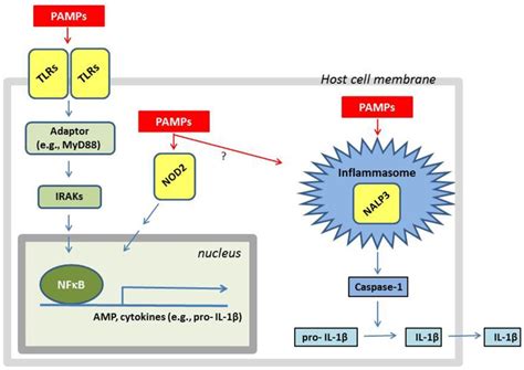 A Simplified Overview Of How A Cell Responds To The Presence Of S