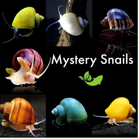 Unraveling The Mysteries Of Mystery Snails: Everything You Need To Know ...
