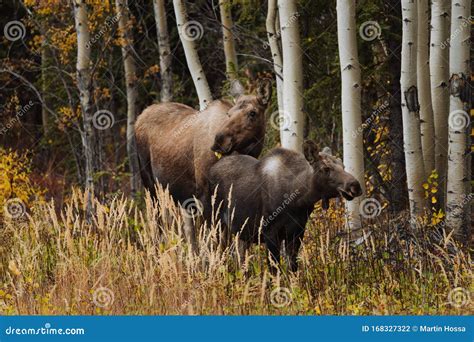 Mother Moose with Calves in High Grass in Alaska Stock Photo - Image of ...