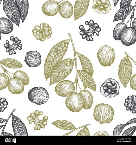 Hand Drawn Sketch Walnut Seamless Pattern Organic Food Vector