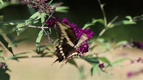 Giant Swallowtail Butterfly On Purple Butterfly Bush Flower Stock