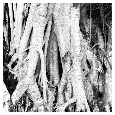 Tree roots stock image. Image of detail, gnarled, closeup - 123399173