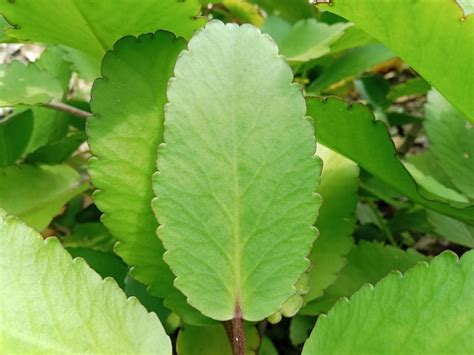 Premium Photo Kalanchoe Pinnata Also Known As Cathedral Bells Air