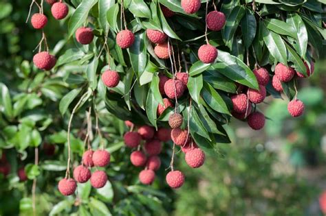 High Density Litchi Plantation Spacing Plants Per Acre Techniques