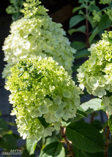 Panicle Hydrangeas 3 No Fail Choices For Reliable Blooms Hydrangea