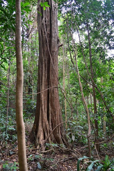 Tree Vines And Jungle At Singapore Botanical Gardens Stock Image