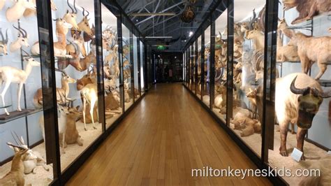 Visit the Natural History Museum in Tring for free - Milton Keynes Kids