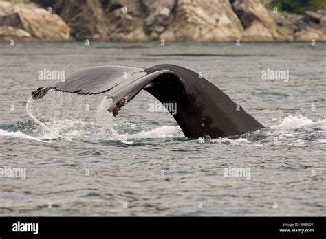 Humpback Whale Tail Alaska Hi Res Stock Photography And Images Alamy