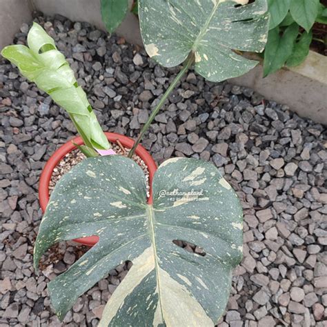 Jual Monstera Thai Constellation Variegata 3 Daun Pucuk Kota Depok