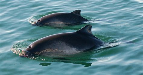 harbour porpoise porpoise conservation society