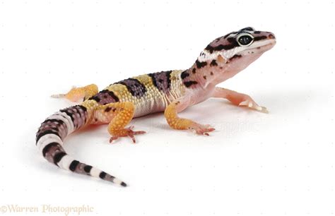 Leopard Gecko Photo Wp17280