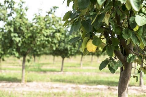 48 Different Almond Tree Varieties - ProGardenTips