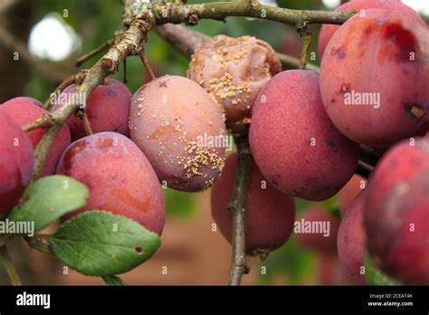 Plum Tree Disease Hi Res Stock Photography And Images Alamy