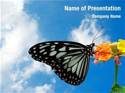 Beautiful Butterfly Powerpoint Templates Beautiful Butterfly