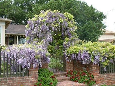 Chinese Wisteria Tree Wisteria Sinensis Live Plant Fit 5 Gallon Pot Trees