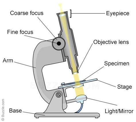 Pin On Biología