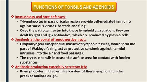 Ppt Adeno Tonsillar Diseases Powerpoint Presentation Free Download