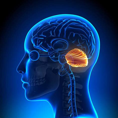 Study reveals cerebellum is important for survival - Medically Speaking