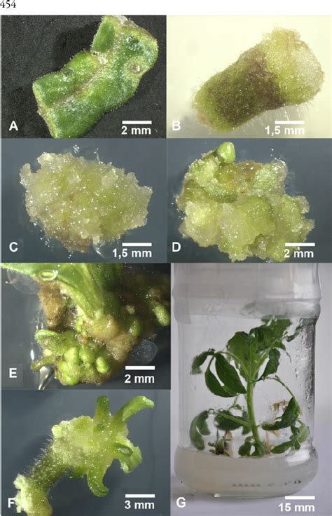 Figure 1 From Efficient In Vitro Callus Induction And Plant