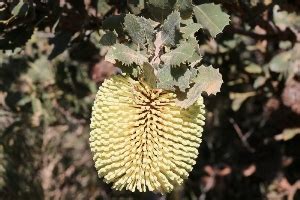 Australian Plants - Proteaceae