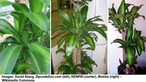 Mass Cane Dracaena Massangeana Care And Plant Growing Guide Golden