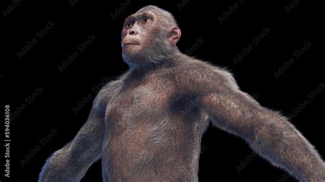 3d Illustration Of Australopithecus Afarensis Male Stock Illustration