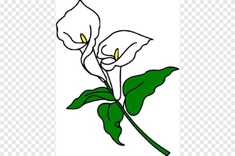 Callalily Arum Lily Easter Lily Flower Lilies S Leaf Branch Png PNGEgg