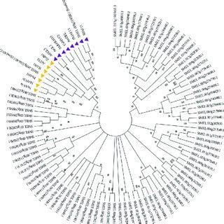 Phylogenetic Tree Of MYB Transcription Factors In S Melongena Genome