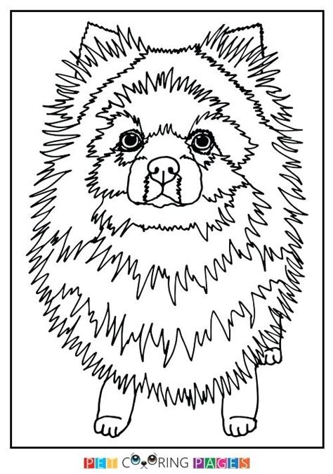 Pomeranian Coloring Pages At Free Printable