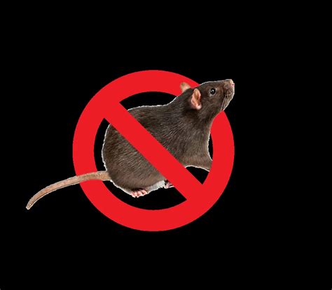 Effective Rat and Rodent Pest Control Solutions In Sydney 