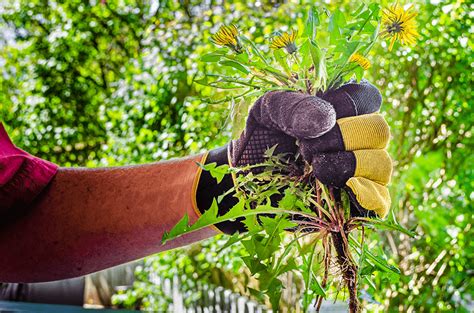 Fire Safety Weed Abatement K D Landscaping