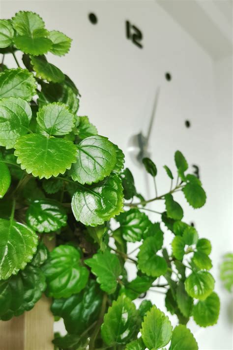 Swedish Ivy Plant Care Tips and Growing Guide