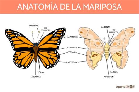 Partes Del Cuerpo De Una Mariposa Resumen Y Esquema