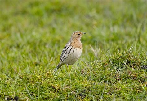 Archies Peaky Birders Blog The Red Throated Pipit In Derbyshire