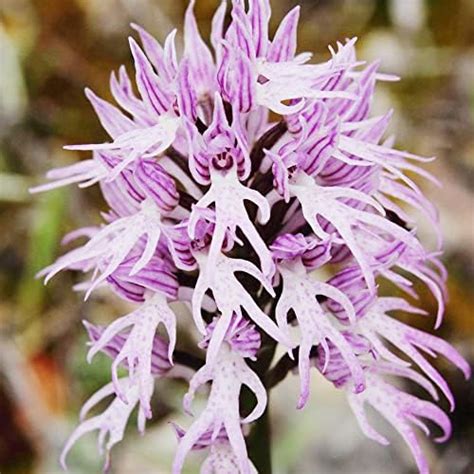 Amazon Naked Man Orchid Seeds Orchis Italica Italian Orchid Fascinating And Unique