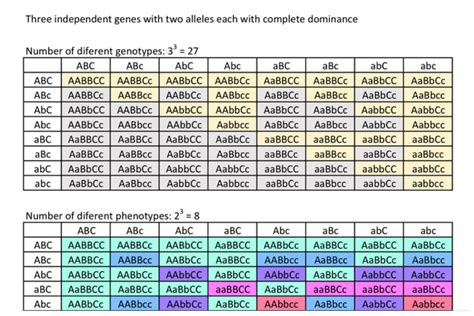 If Individuals Of Genotype Aa Bb Cc Are Intercrossed How Many