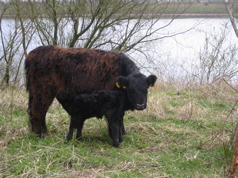 Galloway Cattle: A Hardy and Historic Breed