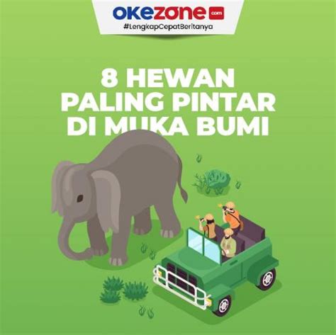 8 Hewan Paling Pintar Di Muka Bumi Nomor 1 Gajah 0 Foto Okezone