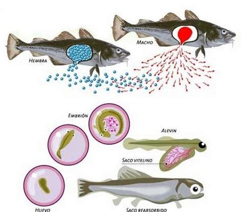 TIPOS DE REPRODUCCION EN ANIMALES FECUNDACIÓNES