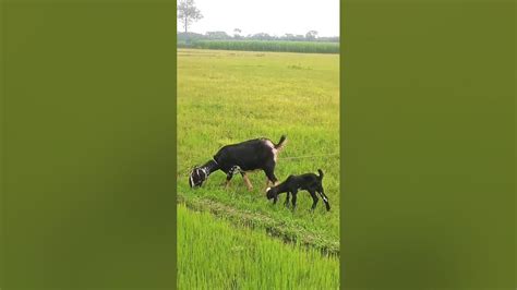 🐐দেখুন ছাগল এর বাচ্চা আর ছাগল 🐐 কীভাবে ঘাস খায় Youtube