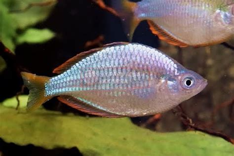 Neon Dwarf Rainbowfish | Leopard Aquatic Indonesia