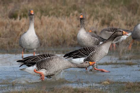 Greylag goose Oie cendrée Anser anser Domaine des oise Flickr