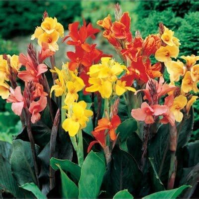 Assorted Canna - Plant Library - Pahl's Market - Apple Valley, MN