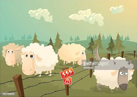 755 Sheep Danger Stock Photos High Res Pictures And Images Getty Images