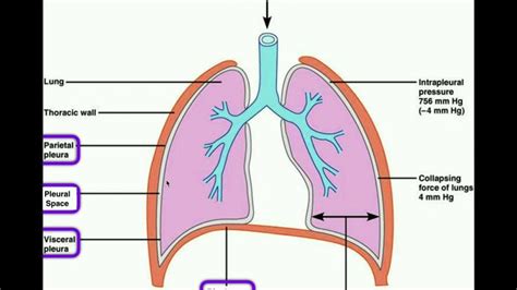 Anatomy Body Cavities And Serous Membranes Serous Membrane Membrane