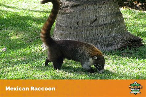 The Different Types Of Raccoons Aaac Wildlife Removal