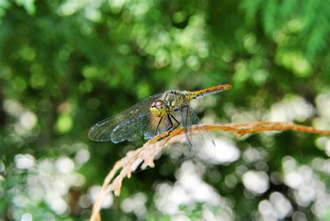 images nature branch wing flower trunk flying fly green