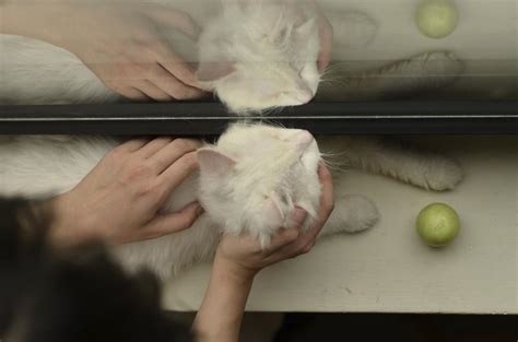 Массаж для кошек и котов во время запора: простая инструкция для хозяев ...